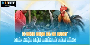 3 Cách Chọn Gà Đá Kubet Giúp Nhận Diện Chiến Kê Tiềm Năng