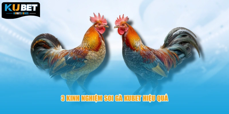 3 kinh nghiệm soi gà KUBET hiệu quả