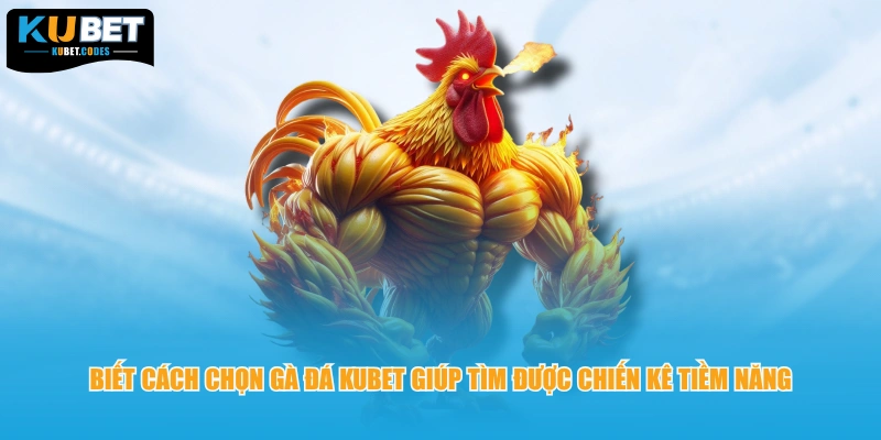 Biết cách chọn gà đá Kubet giúp tìm được chiến kê tiềm năng