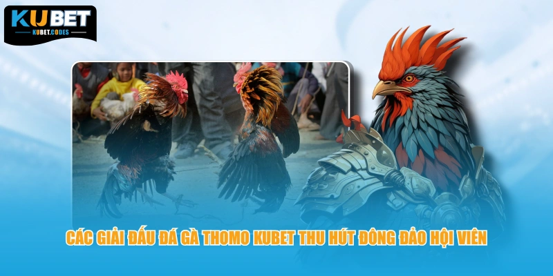 Các giải đấu đá gà Thomo KUBET thu hút đông đảo hội viên