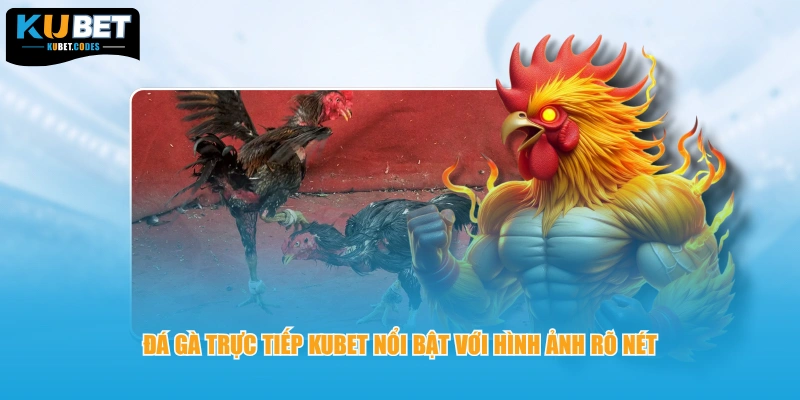 Đá gà trực tiếp Kubet nổi bật với hình ảnh rõ nét 