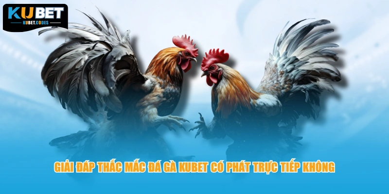 Giải đáp thắc mắc đá gà Kubet có phát trực tiếp không