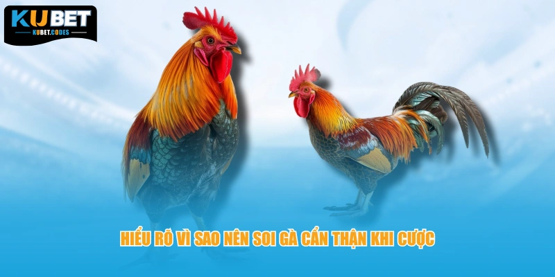 Hiểu rõ vì sao nên soi gà cẩn thận khi cược
