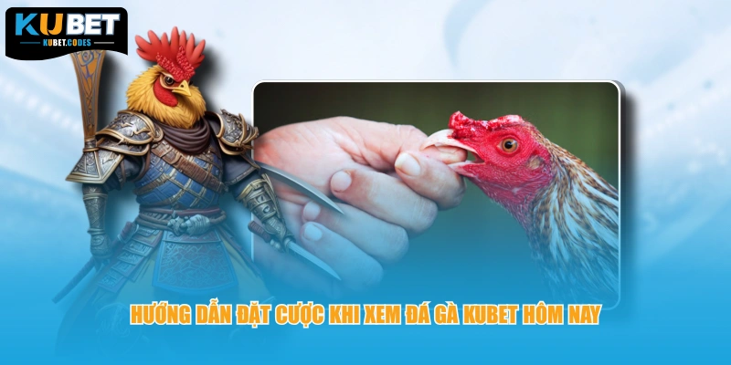 Hướng dẫn đặt cược khi xem đá gà KUBET hôm nay