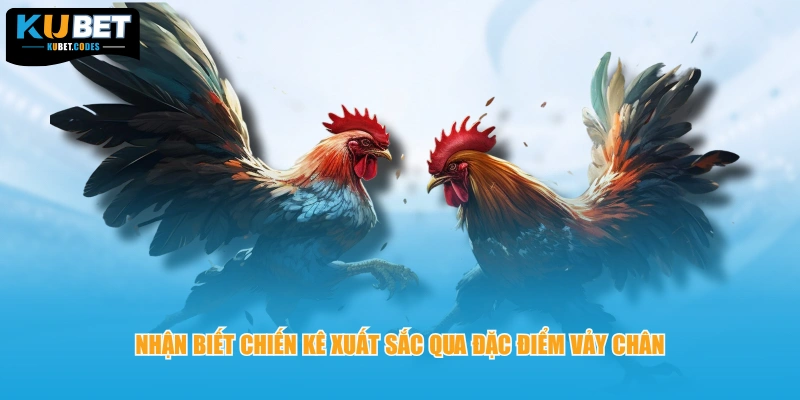 Nhận biết chiến kê xuất sắc qua đặc điểm vảy chân 