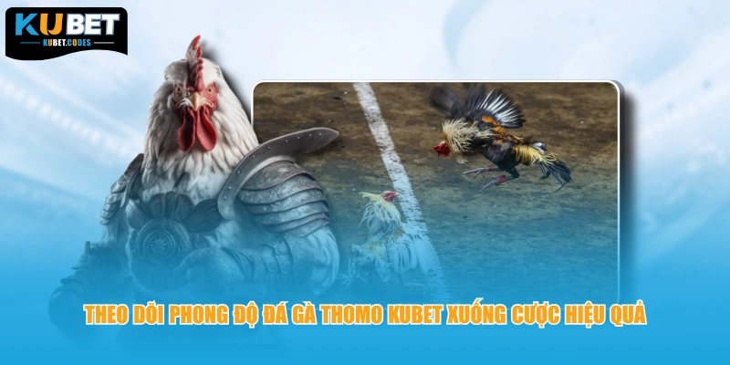 Theo dõi phong độ đá gà Thomo KUBET xuống cược hiệu quả