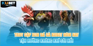 Truy Cập Xem Đá Gà KUBET Hôm Nay Tận Hưởng Không Khí Sôi Nổi