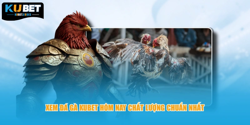 Xem đá gà KUBET hôm nay chất lượng chuẩn nhất