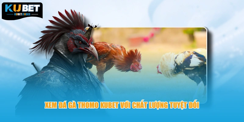Xem đá gà Thomo KUBET với chất lượng tuyệt đối